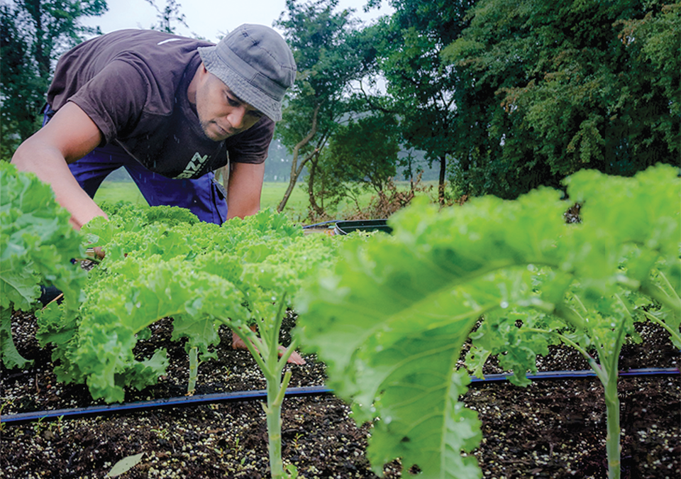 The hidden essentials for a good plant diet to maintain strong and healthy growth