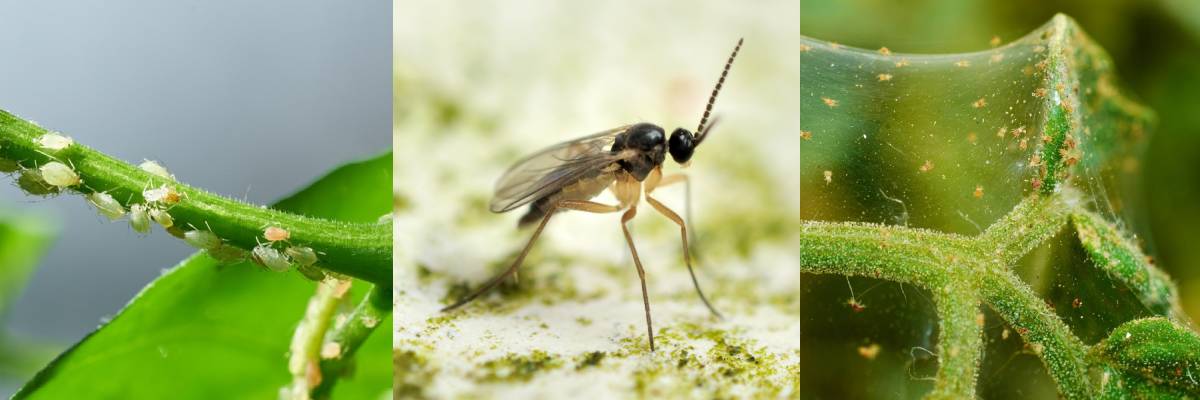 Fungus gnats, aphids and spider mites can all affect plants in a hydroponic grow room