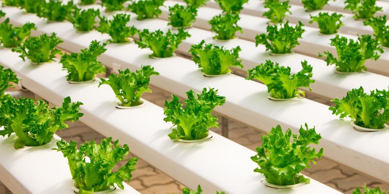 The best growing conditions for hydroponic plant growth rely on light, temperature, humidity and atmosphere. The best growing conditions for hydroponic plant growth rely on light, temperature, humidity and atmosphere.