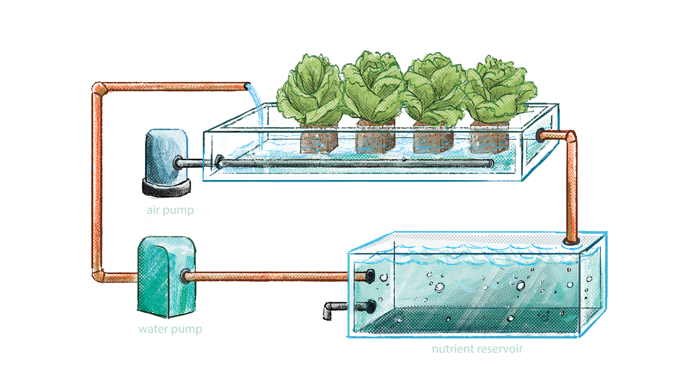 The importance of water quality for plants in a hydroponics system