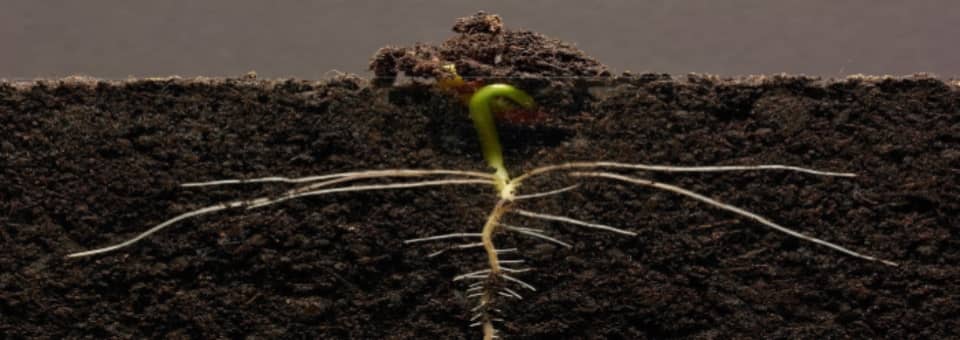 The plant growth medium contains the building blocks for the roots to absorb the food and nutrient supply