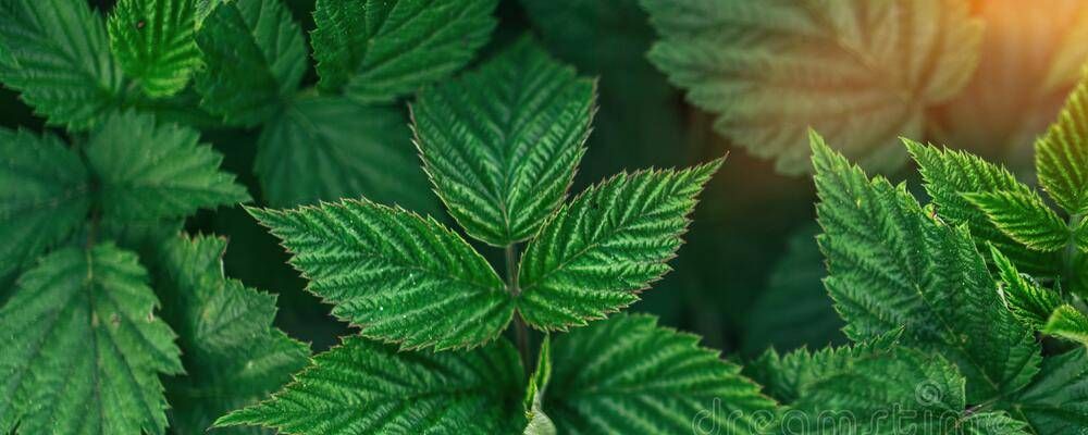 Keep an eye on your plants and monitor the pH, EC, temperature and lighting to help them flourish