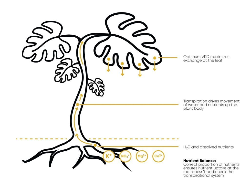 Correct proportion of nutrients ensures efficient uptake at the roots does not cause a bottleneck at the stem