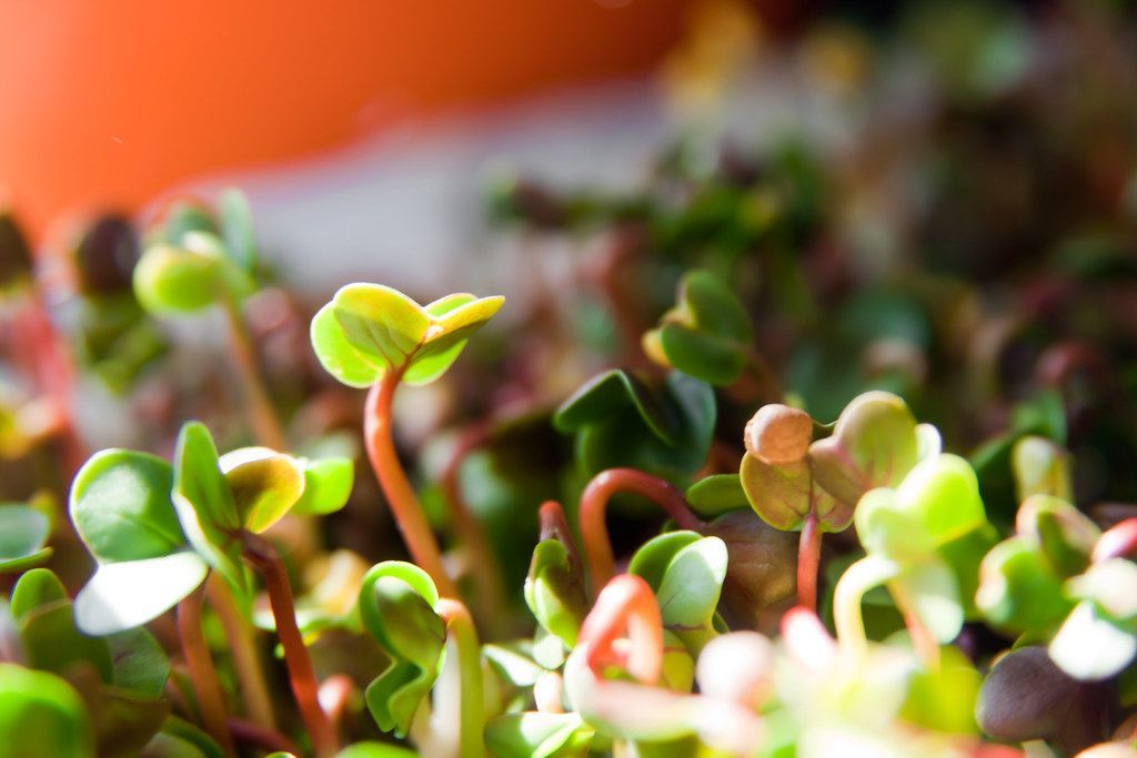 Using organic nutrients in a hydroponic growroom can have some compelling benefits, though they also come with unique challenges. Here’s a breakdown of why you might choose organic nutrients: