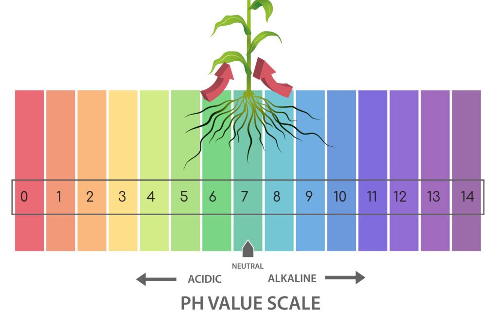 Potential Hydrogen (pH) is a unit of measurement that describes the acidity or alkalinity of any given substance on a scale of 0-14, with 7 being neutral. In the field of gardening, however, pH is the main factor that dictates the uptake of nutrients in the root zone. Depending on the pH of your nutrient solution, your plants may uptake more or less of a specific element.