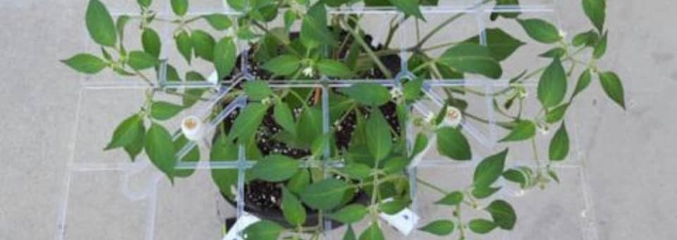 Low stress and high stress training can be done with plants