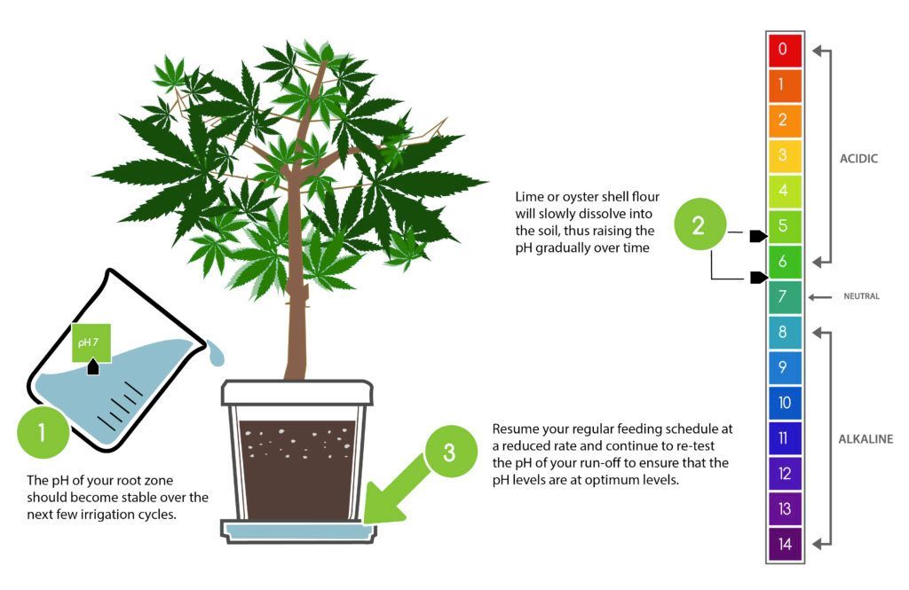After amending your medium with a neutralizing agent, the pH of your root zone should become stable over the next few irrigation cycles.