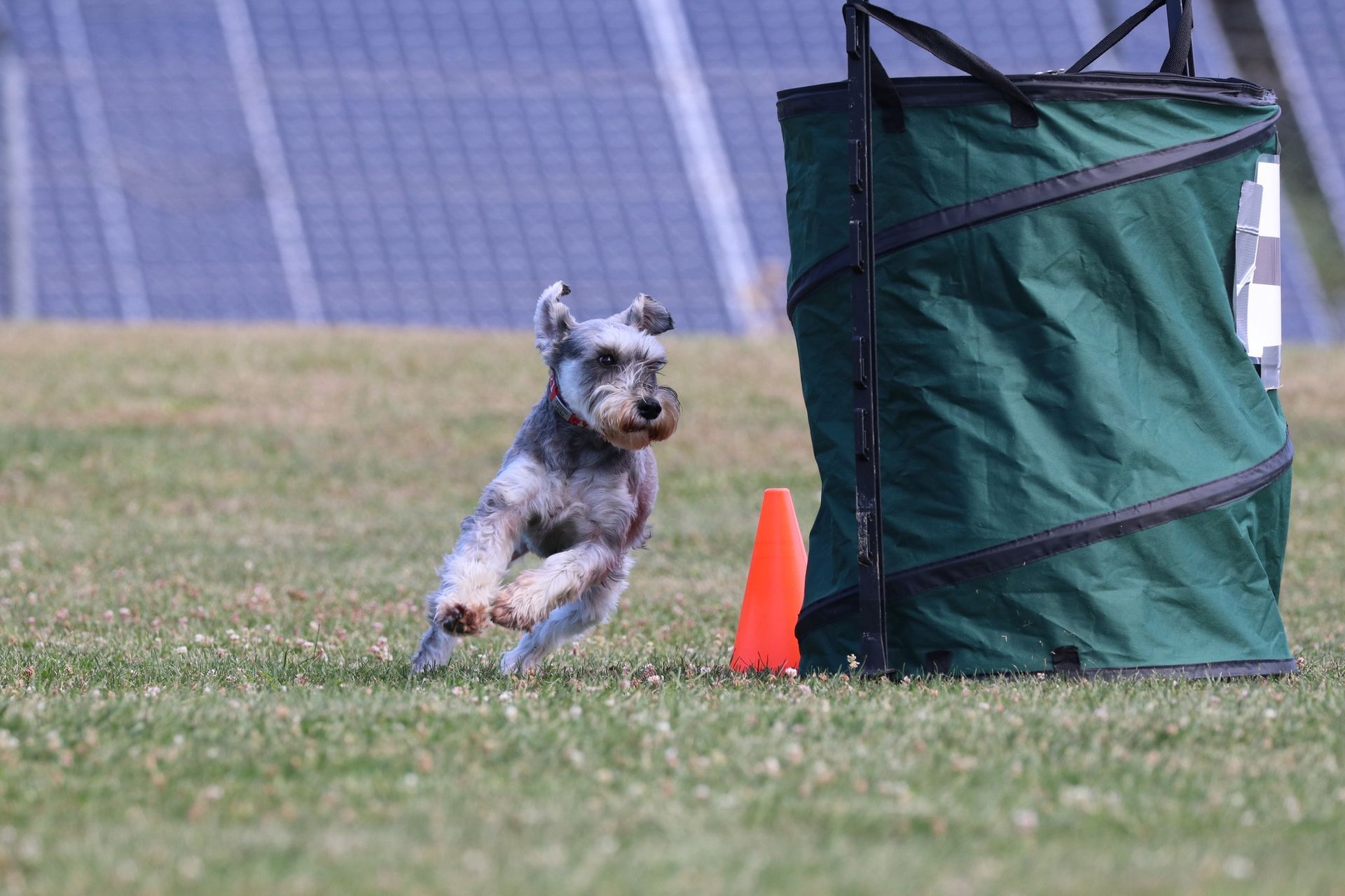 Schnauzer dog running towards a green tunnel on a grassy field with orange cone, solar panels in the background.