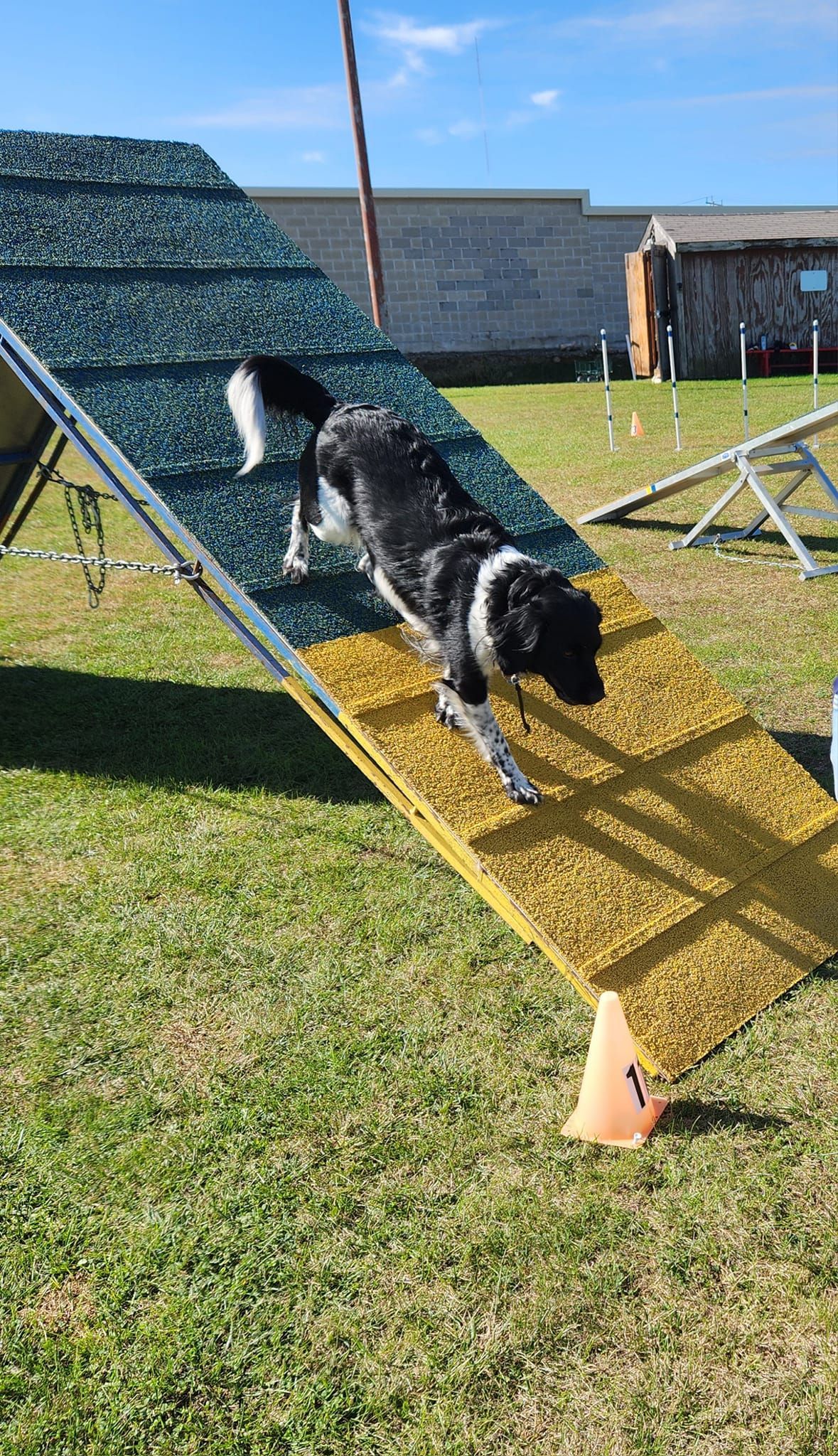 Black and white dog descends an agility A-frame ramp outdoors, with green grass and other obstacles visible.