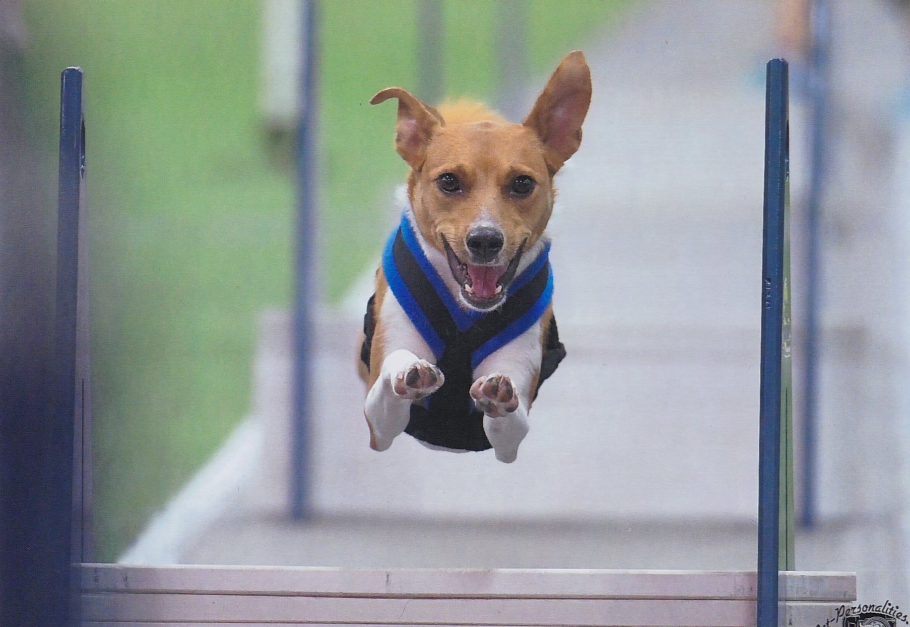 Dog jumping over an agility obstacle, mid-air with a happy expression. It's wearing a blue and white vest, set outdoors with a green background.