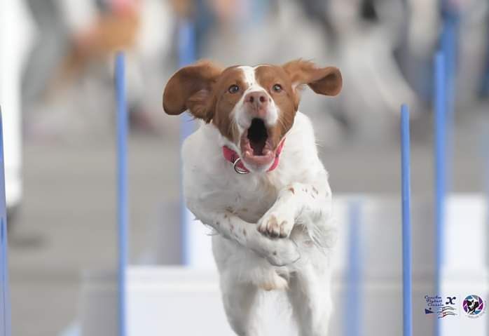 A white and brown dog mid-jump on an agility course with mouth open and ears flapping.