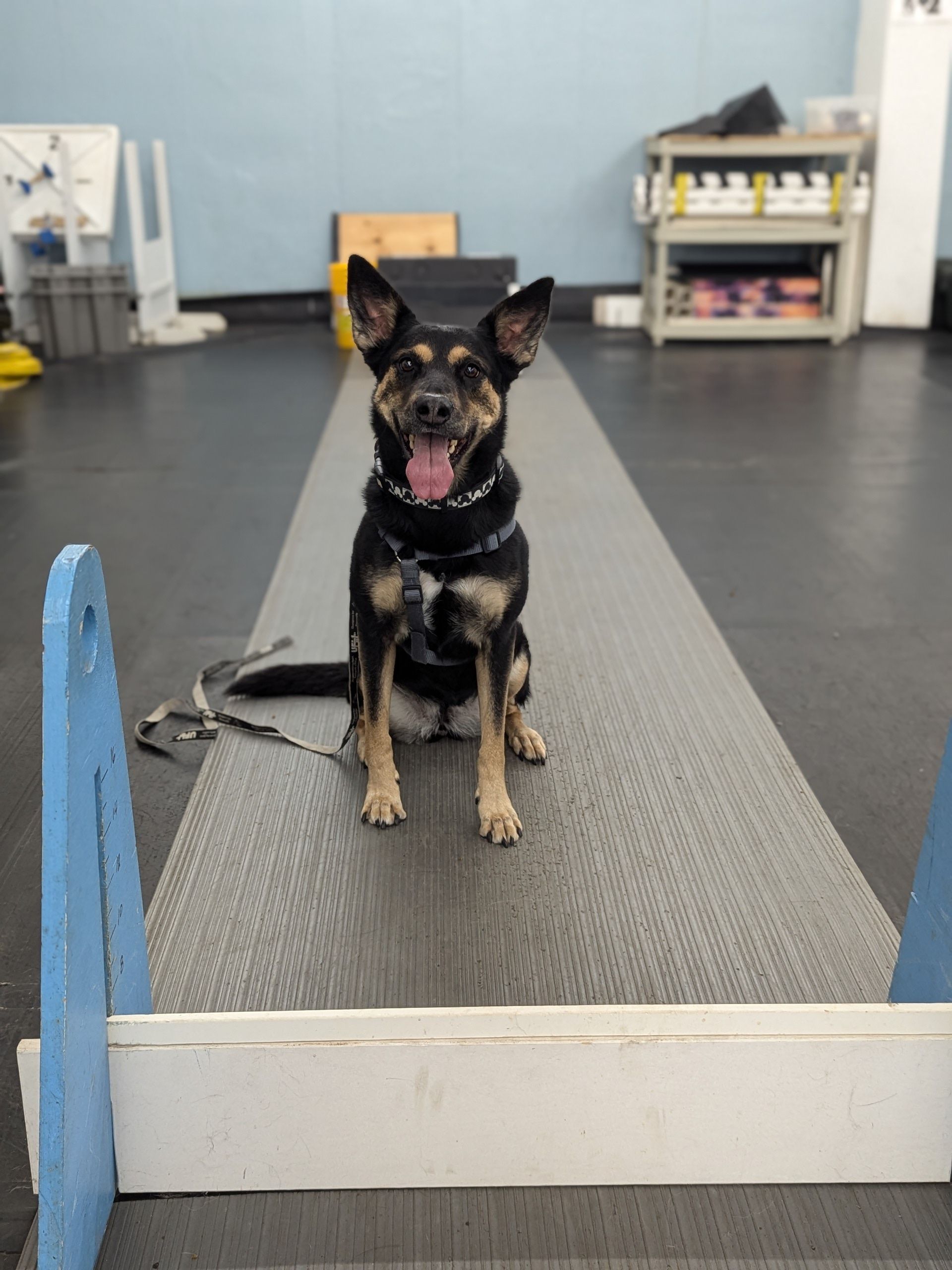 A dog wearing a harness sits on a black and gray surface with a happy expression. The dog is in a training space.