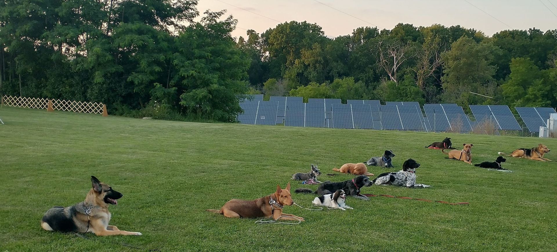 A group of dogs resting on a grassy hill, in front of a forest and solar panels. One dog is a German Shepherd.