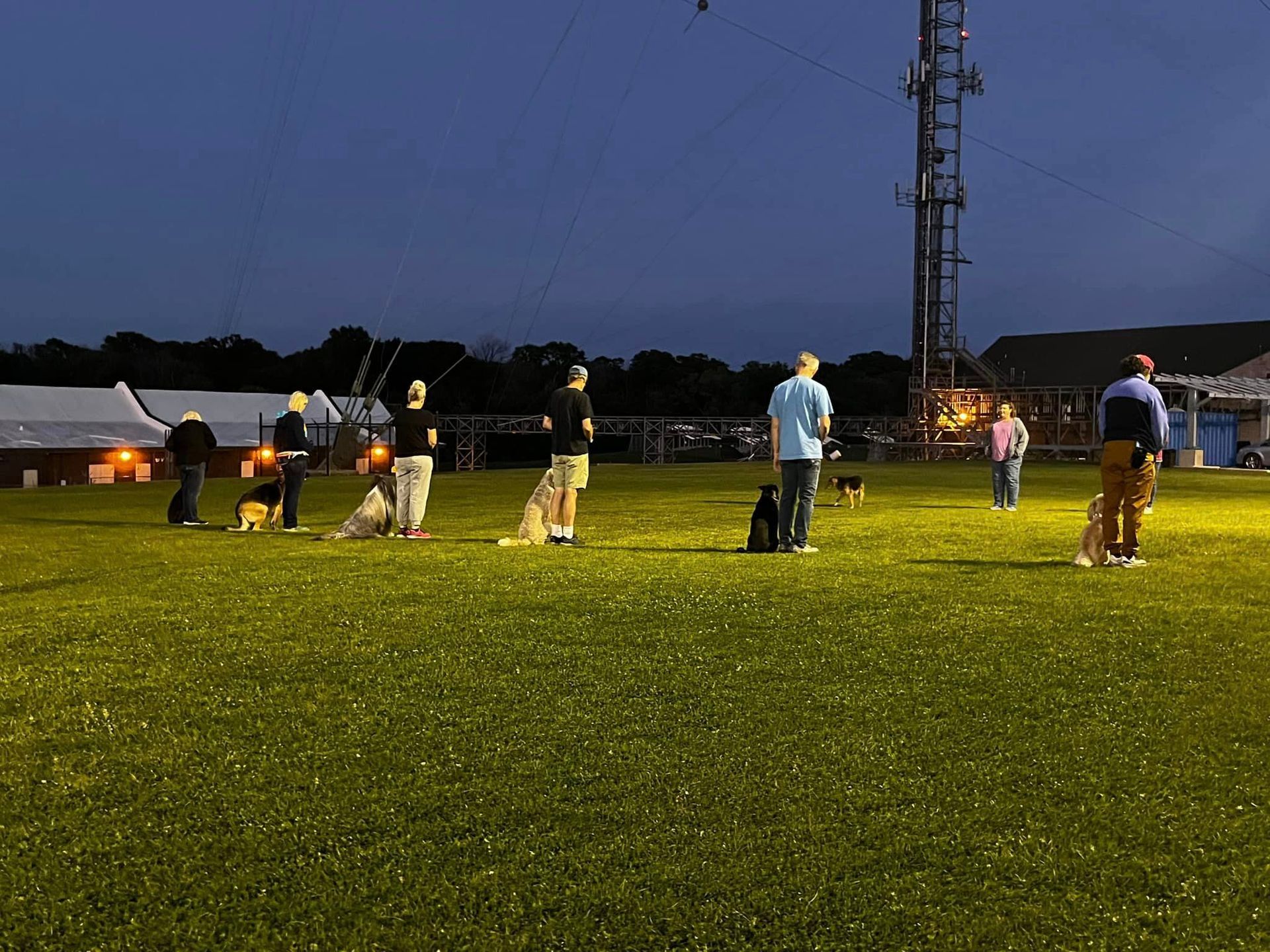 People training dogs at night on a grassy field. Several dogs sit patiently near their owners, lit by artificial light.