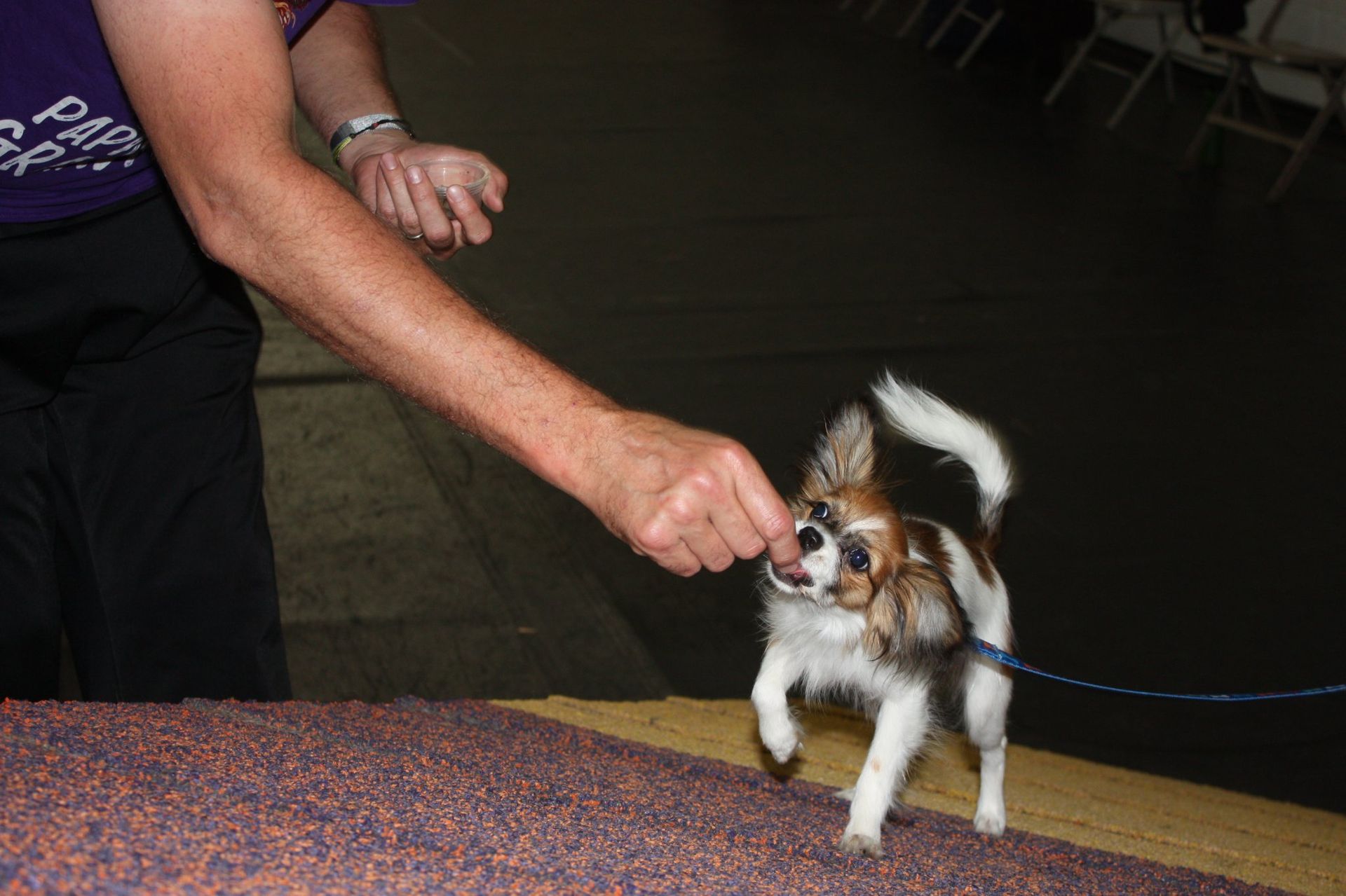 A small dog reaches for a treat held by a person's outstretched hand. The dog is multi-colored, and on a leash.