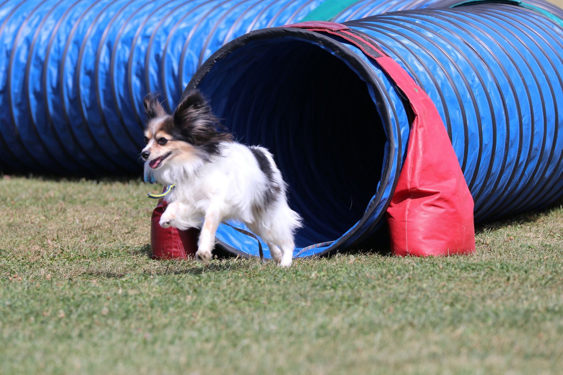 A small, long-haired dog emerges from a blue tunnel on a grassy field, looking happy and running.