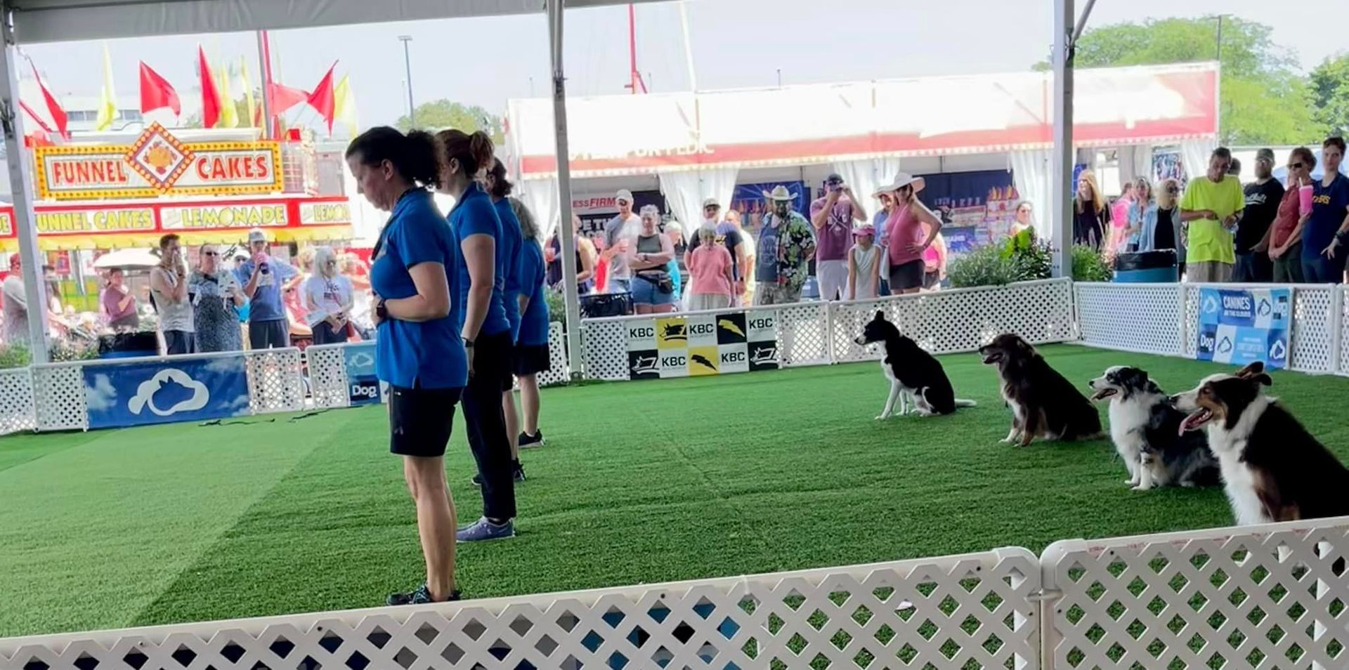 Dogs sit in a row as handlers in blue shirts and black shorts stand in front. Spectators watch from the background.
