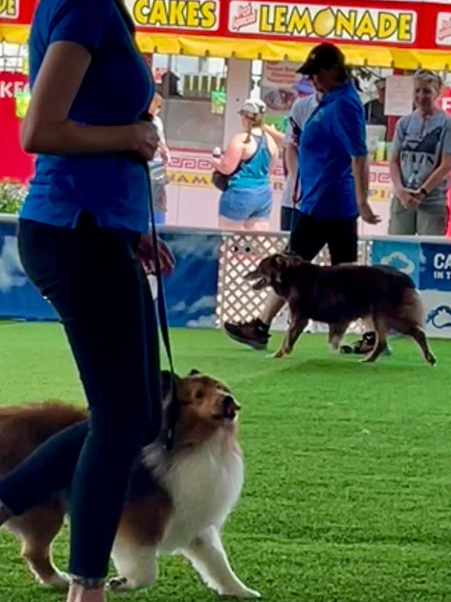 People and dogs in an outdoor setting. A woman in blue walks a collie, while others observe a dog near a concession stand.