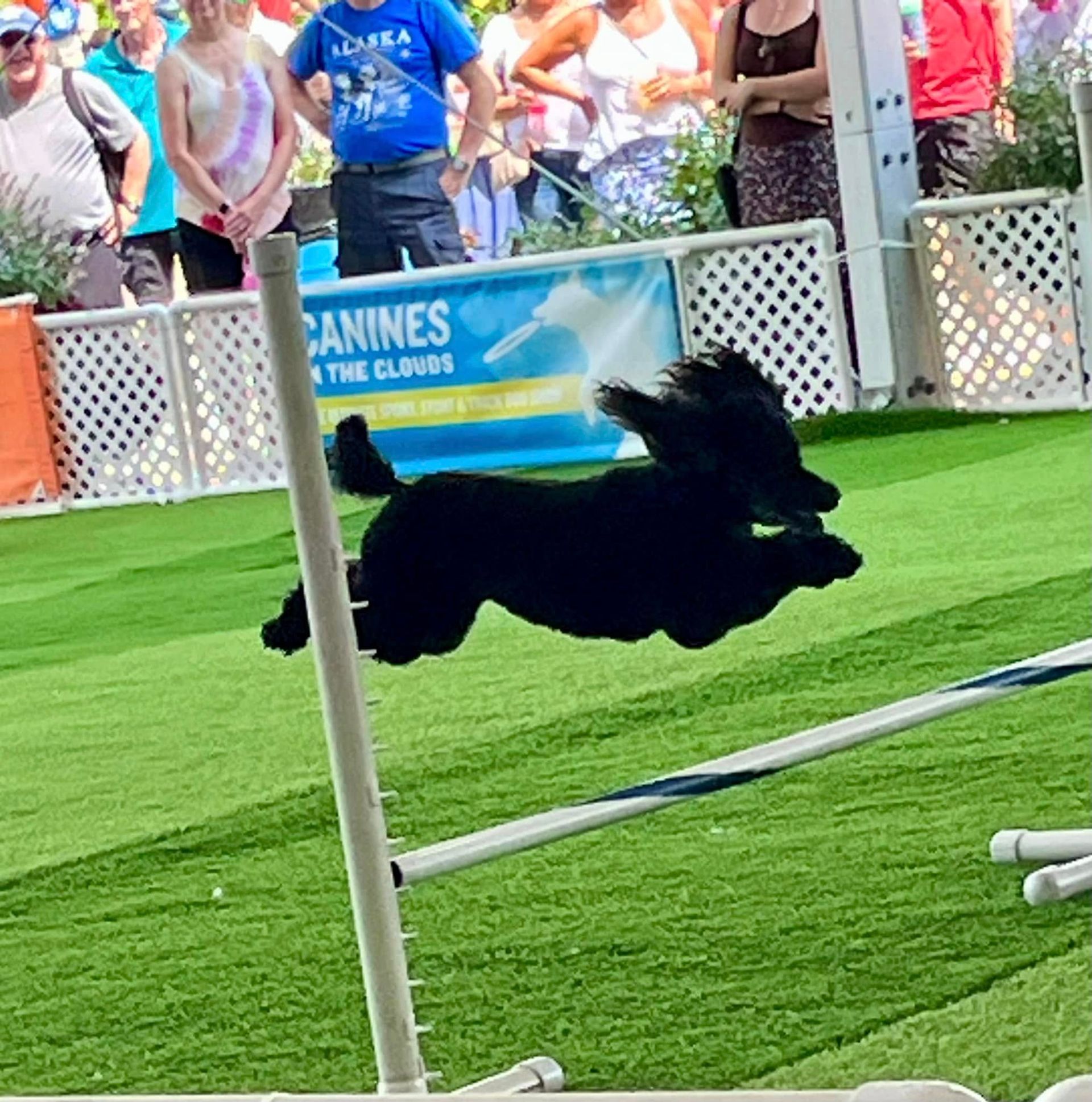 A black poodle leaping over a jump in an agility competition. The dog is silhouetted against a green lawn, with a crowd in the background.