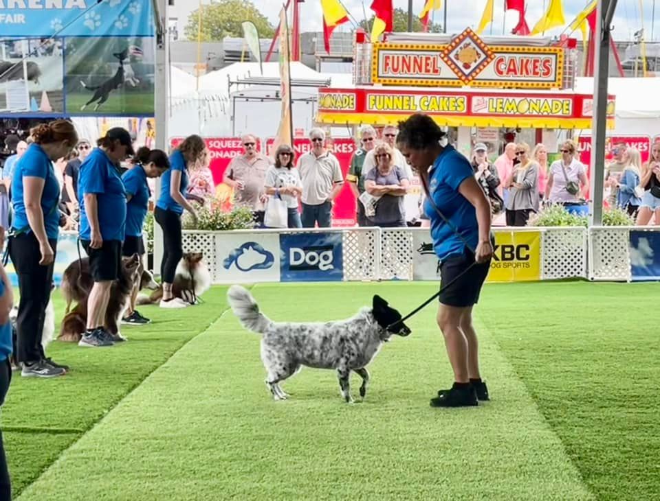 A dog handler guides a spotted dog in a competition at a fair, watched by spectators and judges. The setting is on a green turf with food stands in the background.