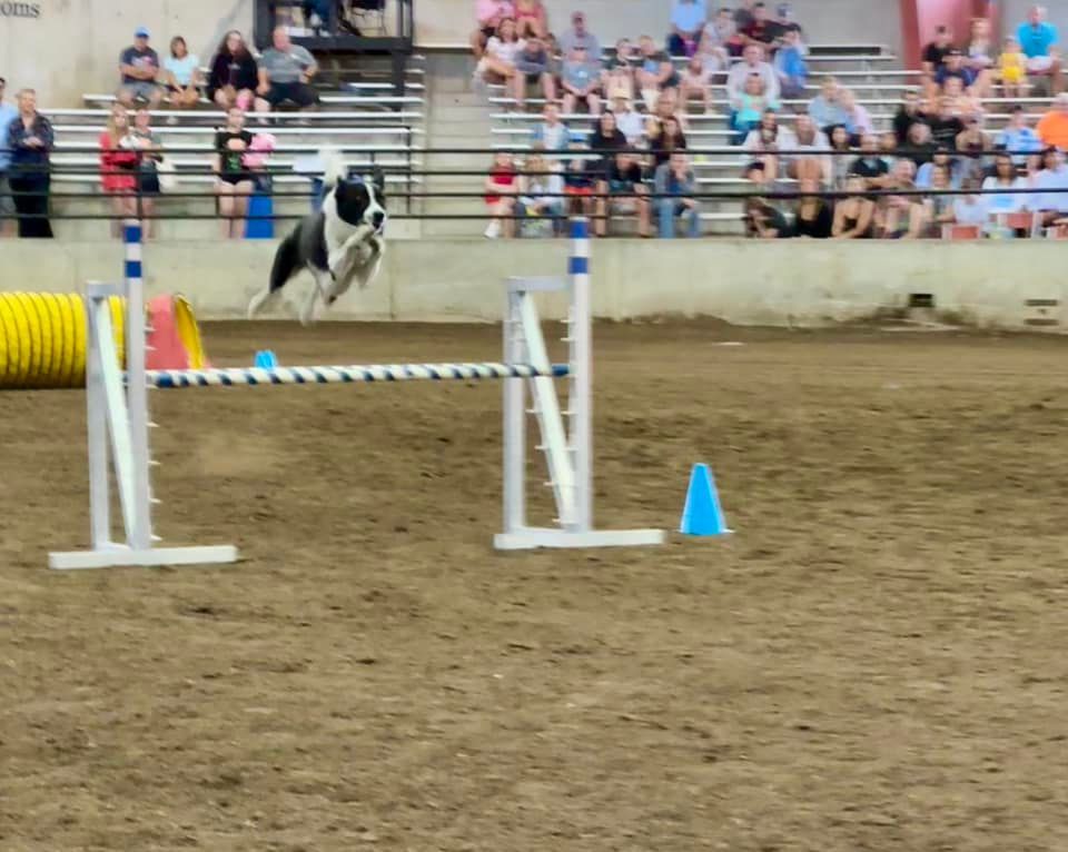 A black and white dog jumps over a hurdle in an agility course. Spectators watch in the background.