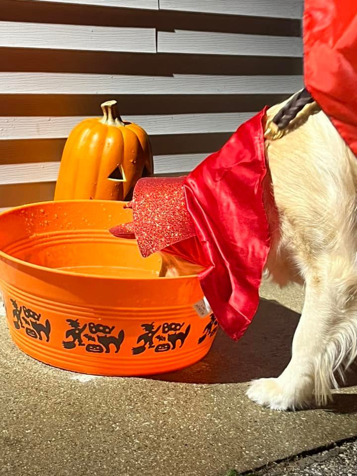 A golden retriever in a red costume with an orange tub and pumpkin nearby.