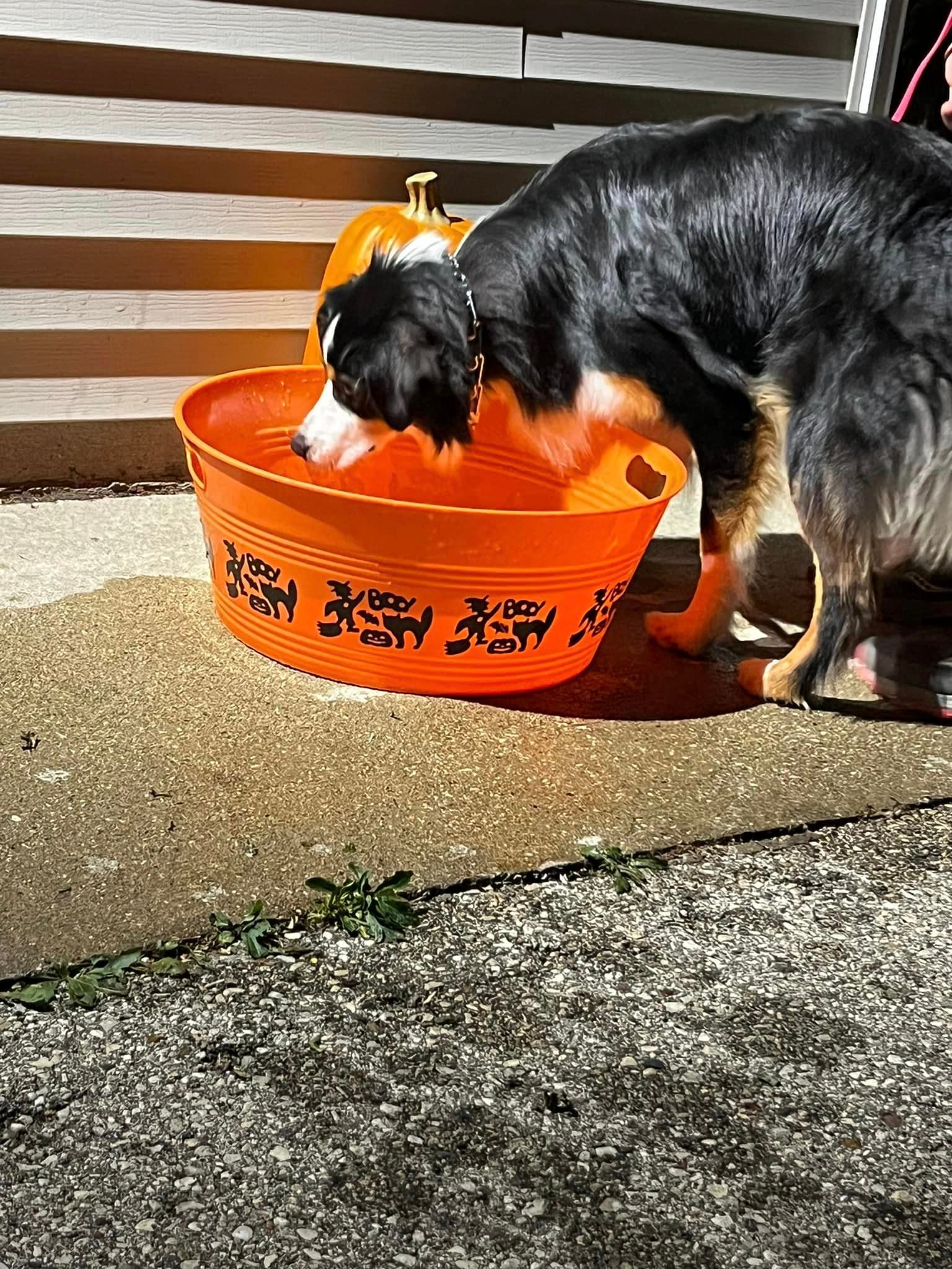 A dog drinks from an orange Halloween bucket outside. The dog is black, white, and brown. A pumpkin sits nearby on steps.
