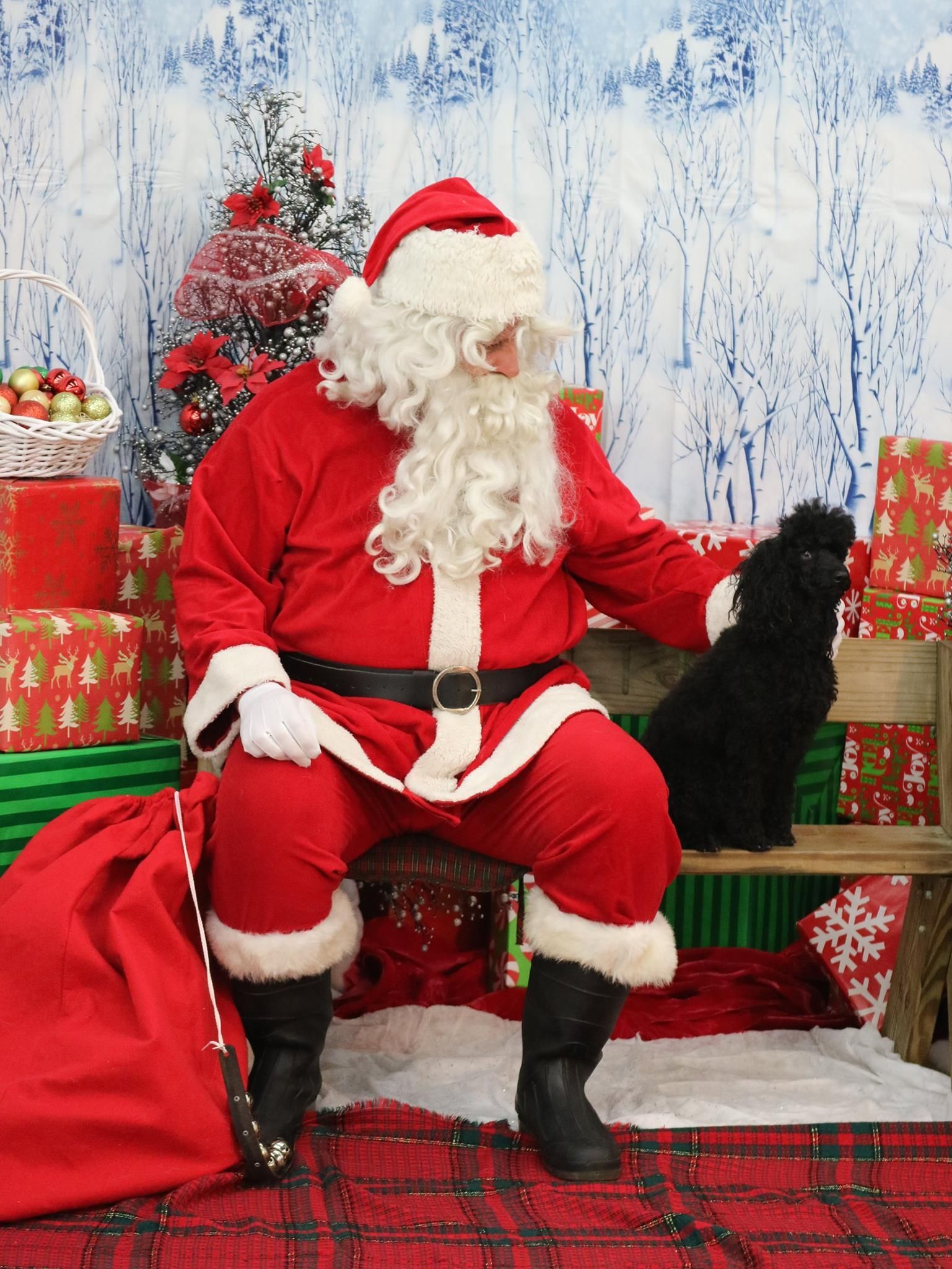 Santa Claus sits on a bench with a black poodle, looking toward the side. He is in a red suit, in a festive setting.