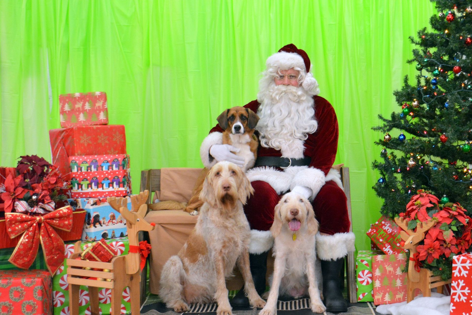 Santa Claus sits with three dogs in front of a Christmas tree and presents. One dog is held, and the others sit beside him.