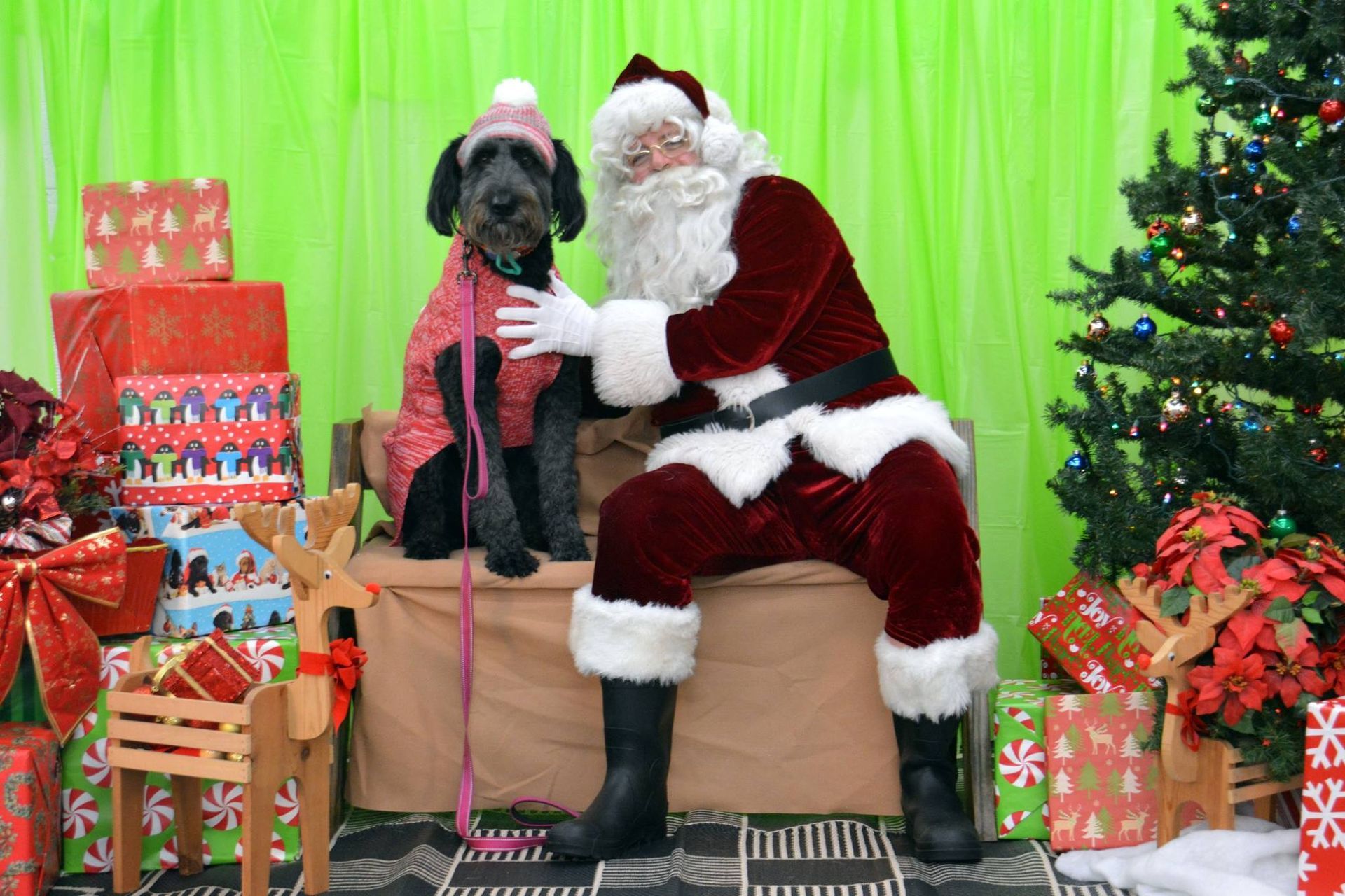 Santa Claus with a black dog in a pink sweater and hat. They are sitting together in front of a Christmas tree and gifts.
