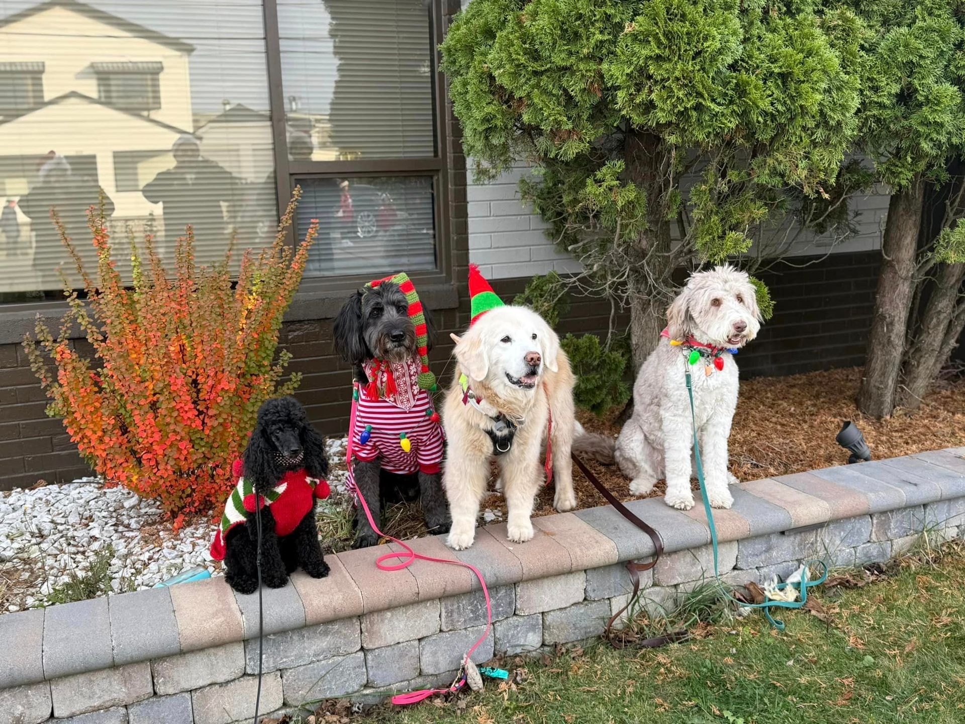 Four dogs dressed in festive Christmas outfits sit on a low brick wall. A black poodle, black labradoodle, a white golden retriever, and a white labradoodle.