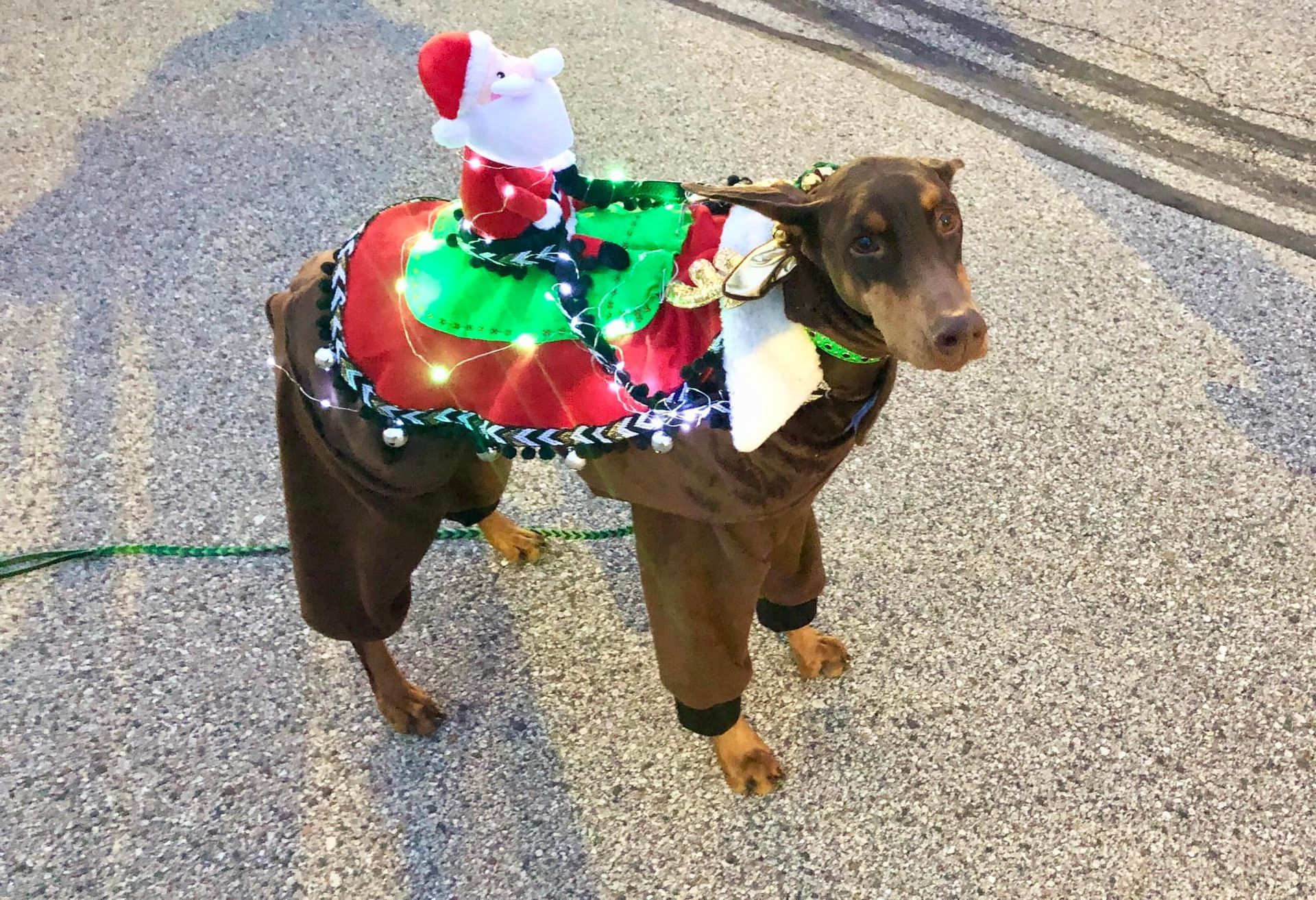 Brown Doberman in a Christmas costume with a Santa rider, wearing a saddle with lights, on a paved surface.