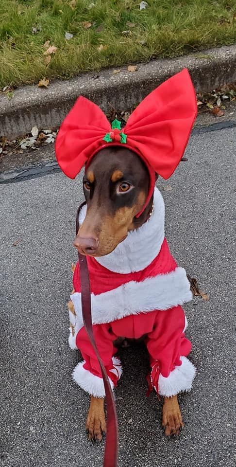 A Doberman pinscher dog wearing a Santa Claus outfit and a large red bow on its head, sitting on pavement.