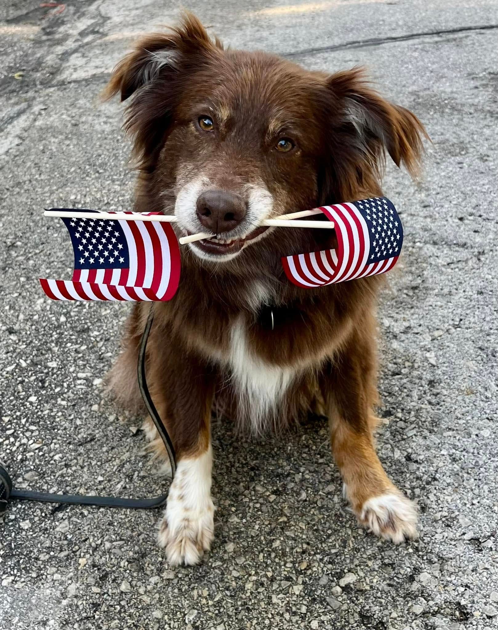 Brown dog holding two small American flags in its mouth, sitting on concrete.