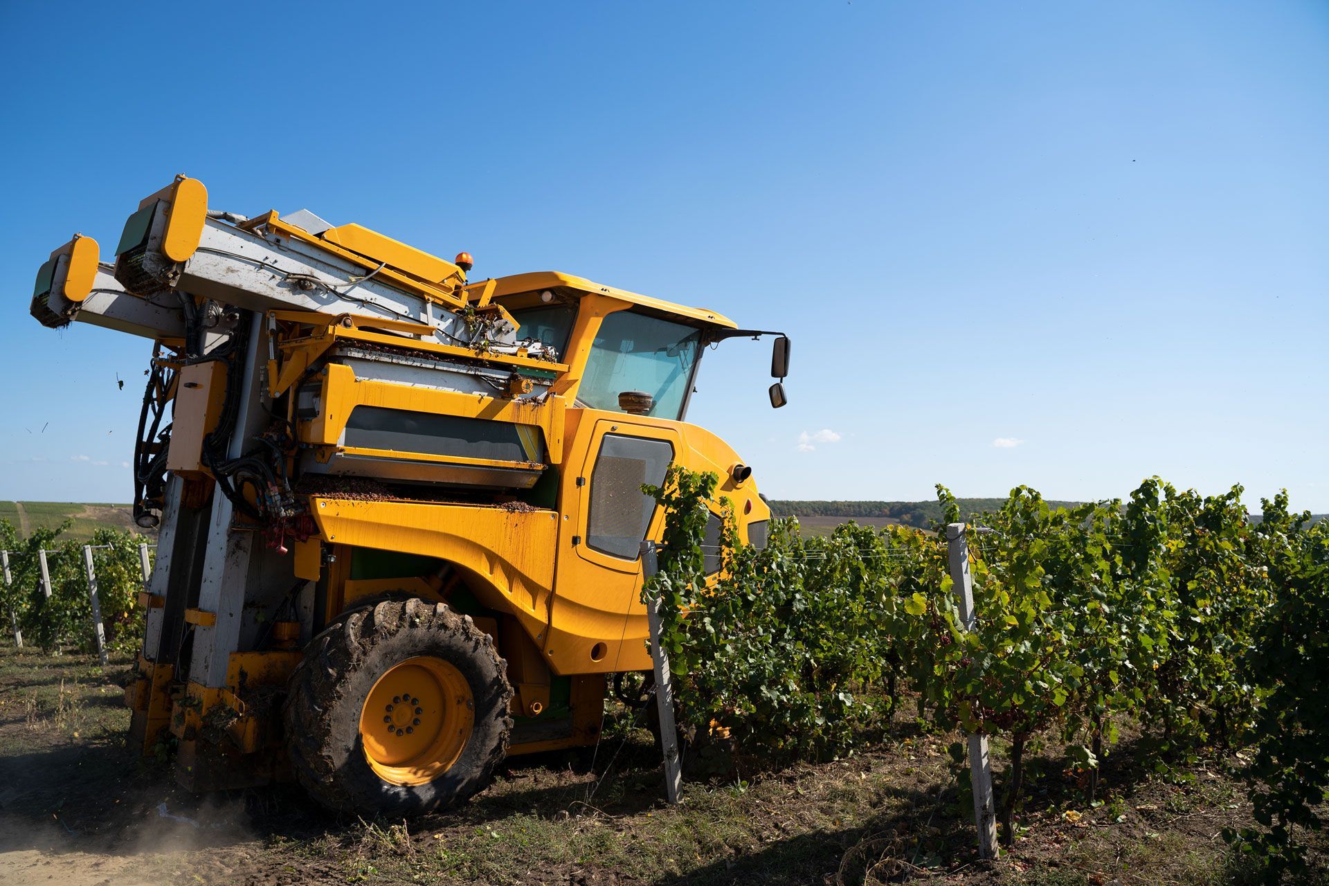 Yellow grape harvester working in a vineyard under a clear blue sky