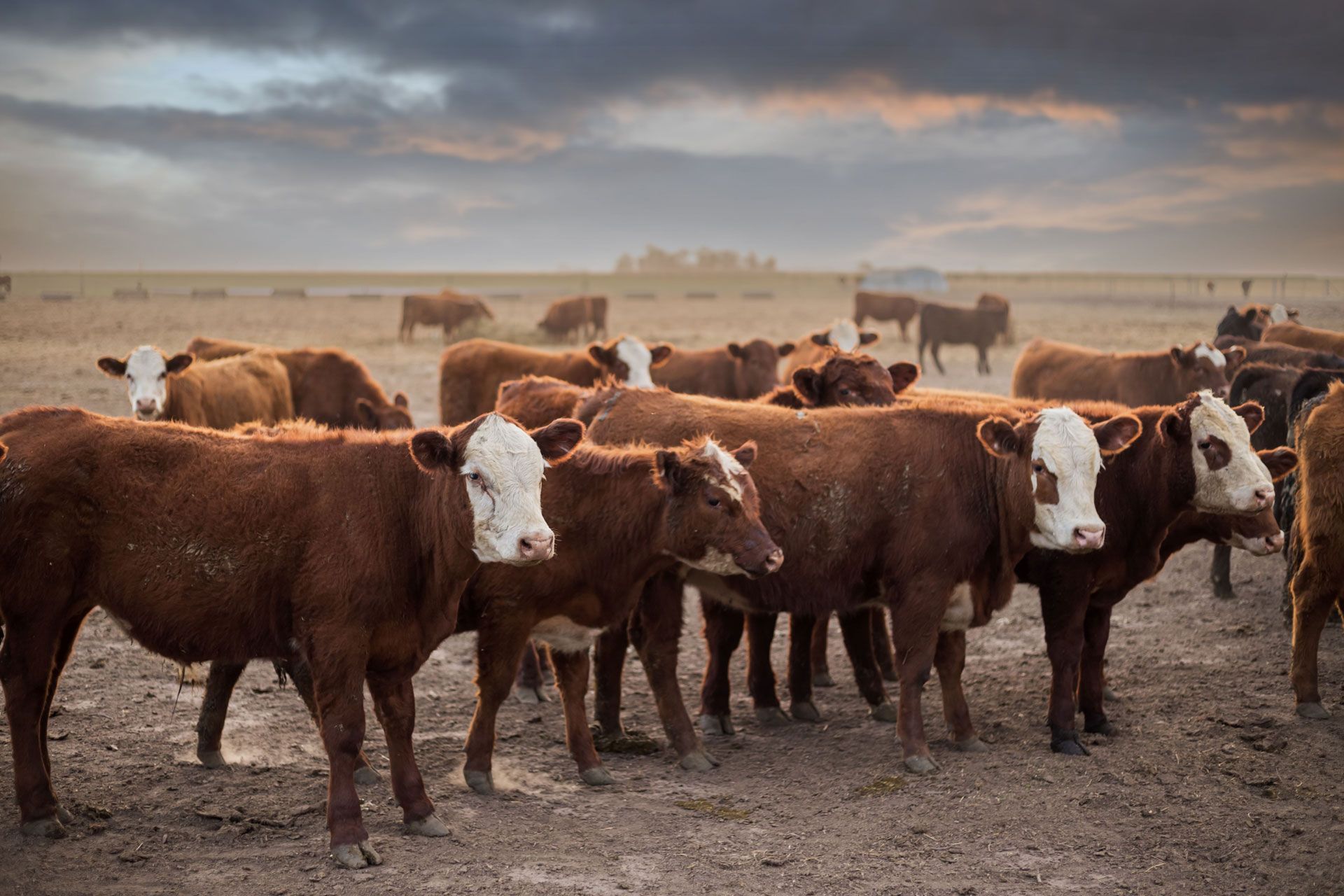 Herd of brown and white cows standing in a dusty field under a cloudy sky