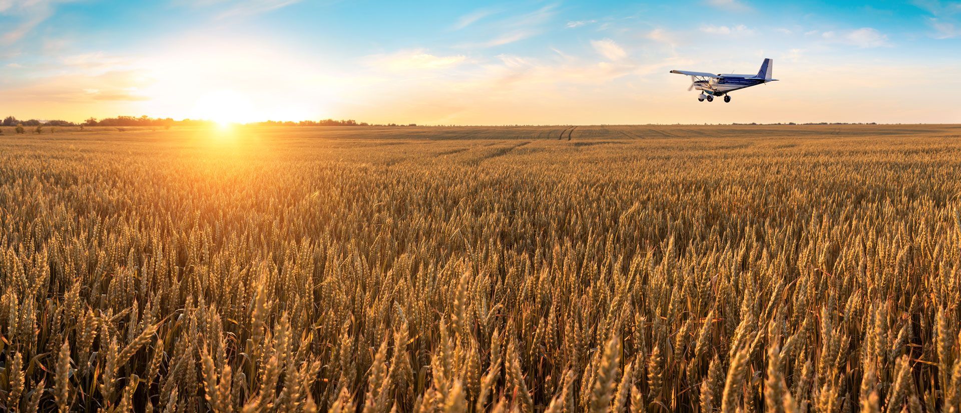Sunset over a wheat field with a small airplane flying low in the sky