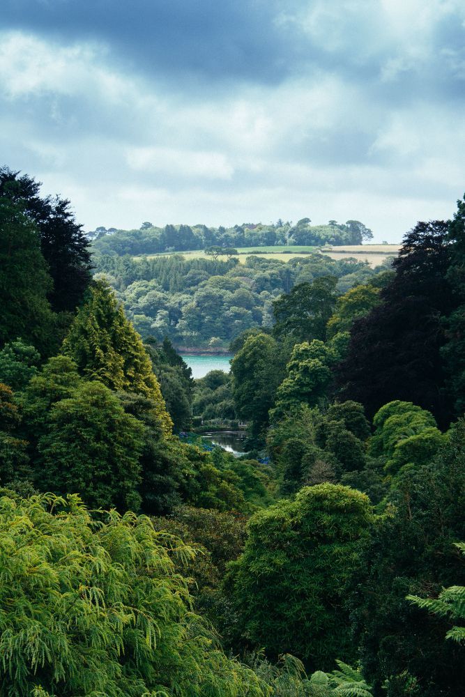 A lush green forest with a lake in the background