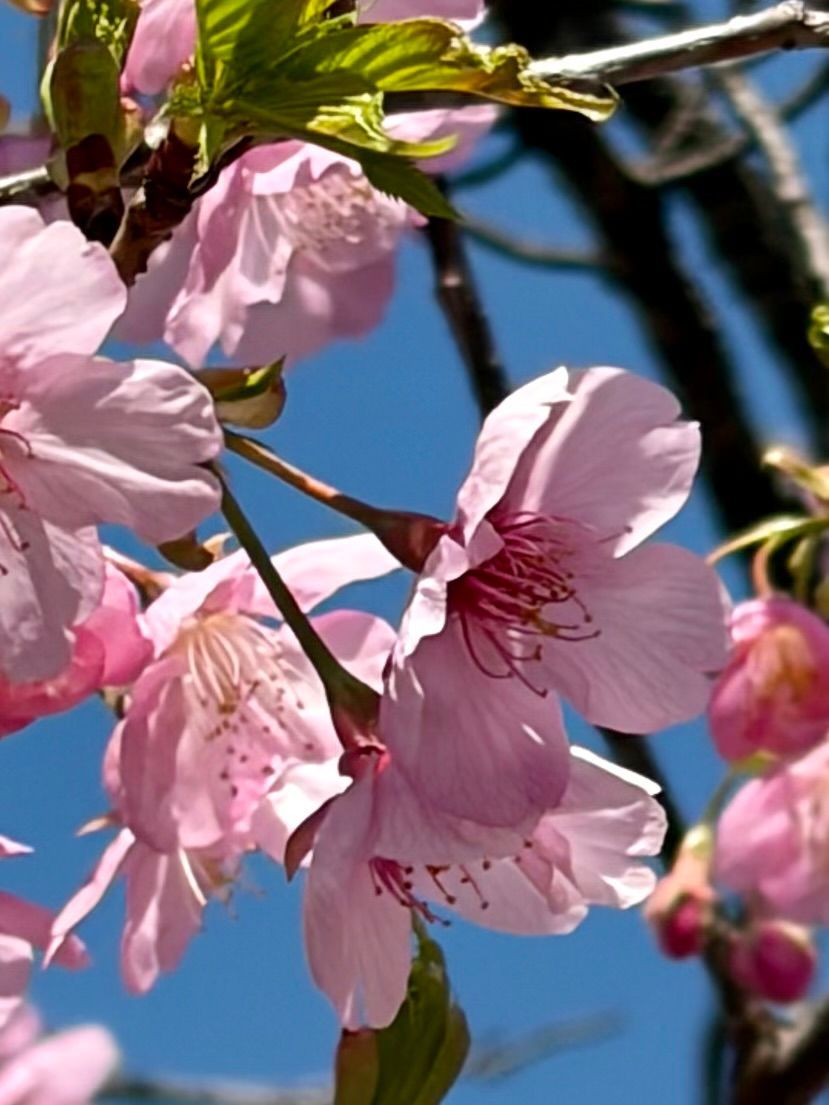 pink sakura