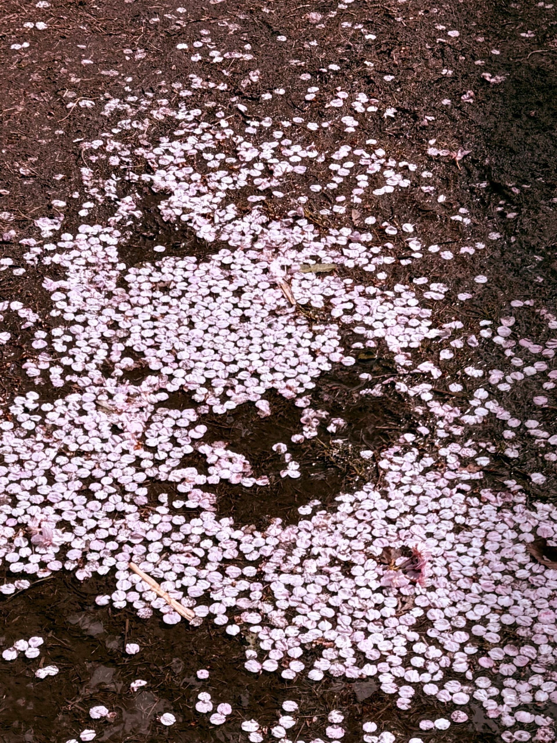 sakura leaves on ground in puddle