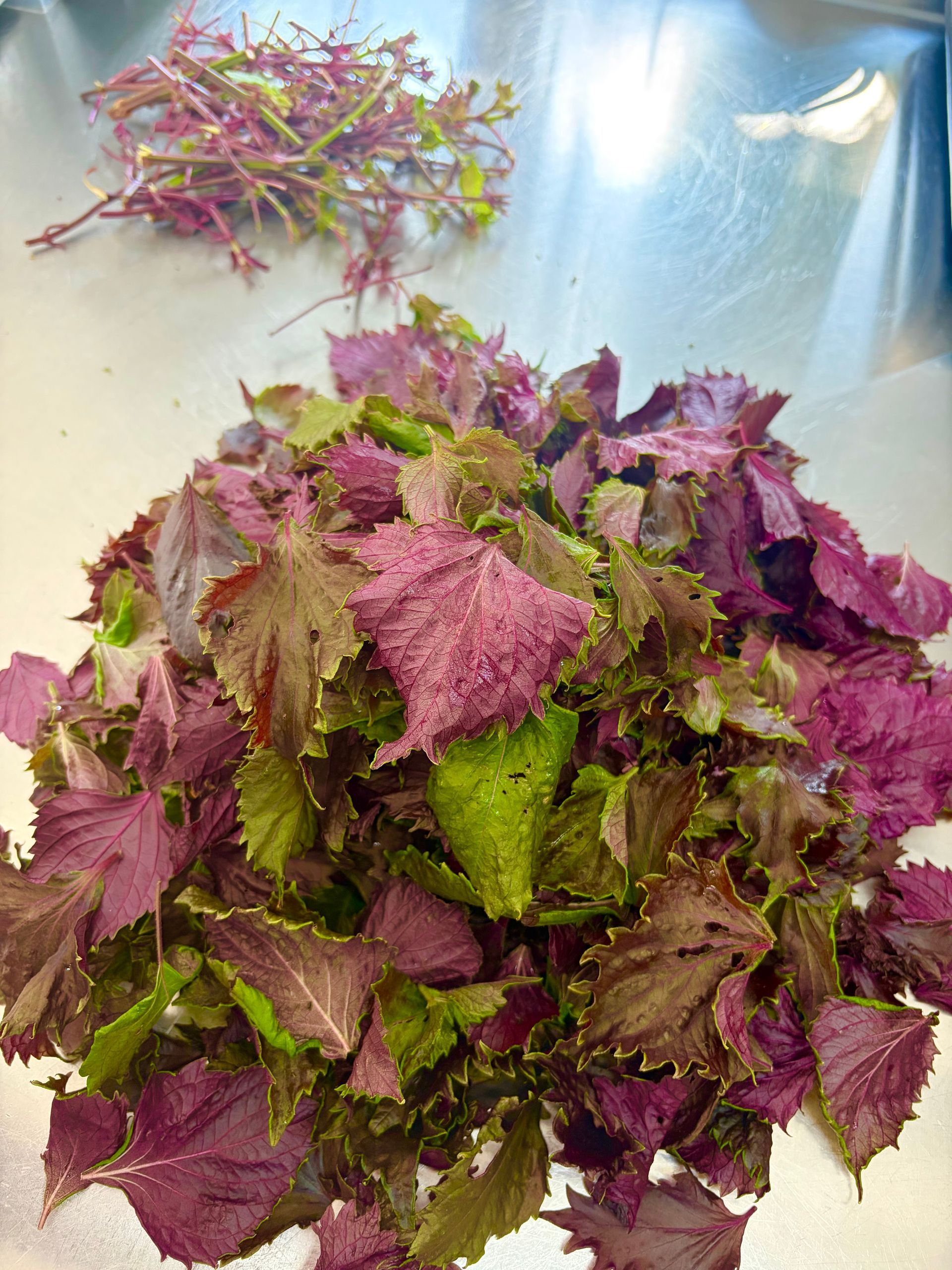 shiso bladeren