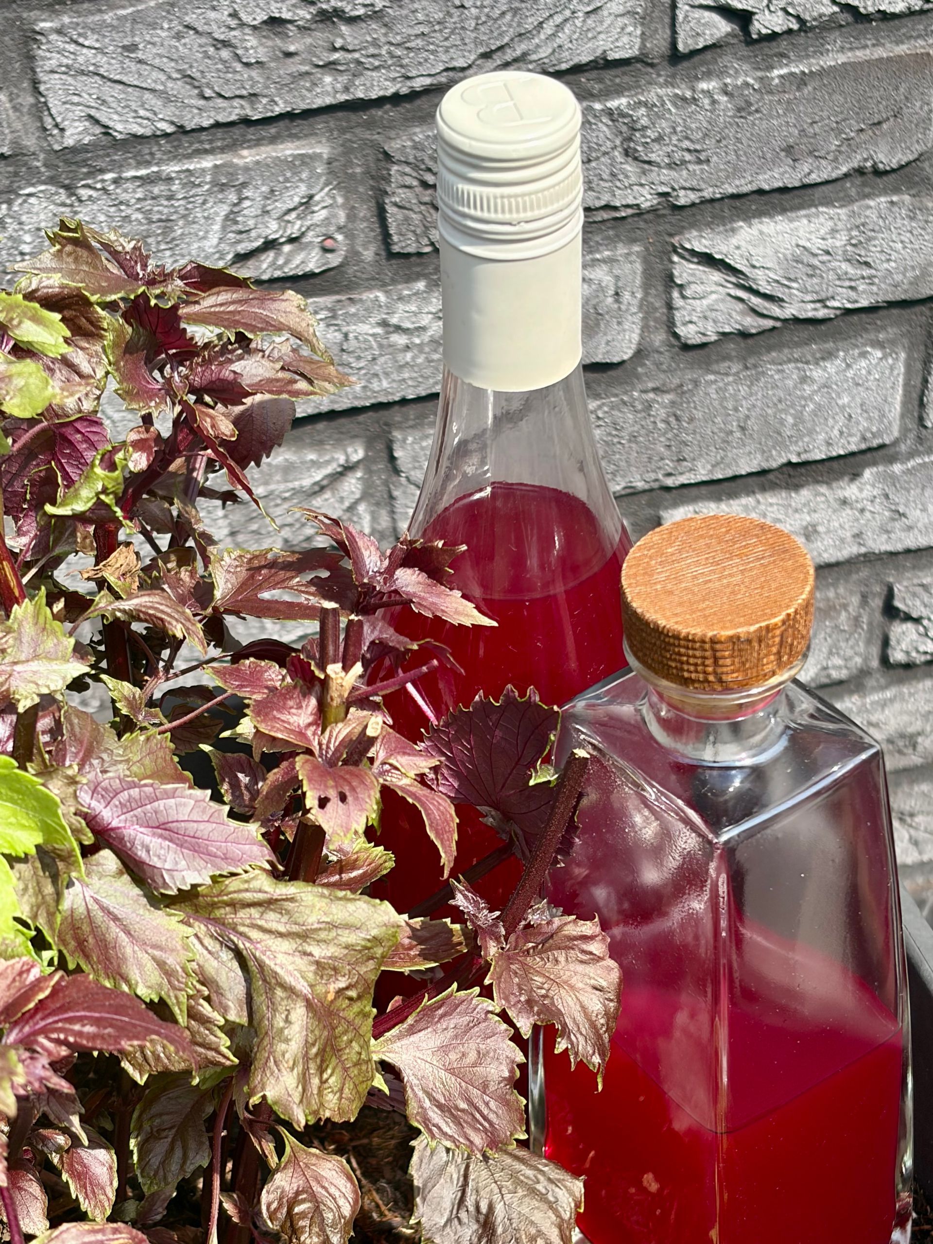 flessen shisosiroop bij shiso plant