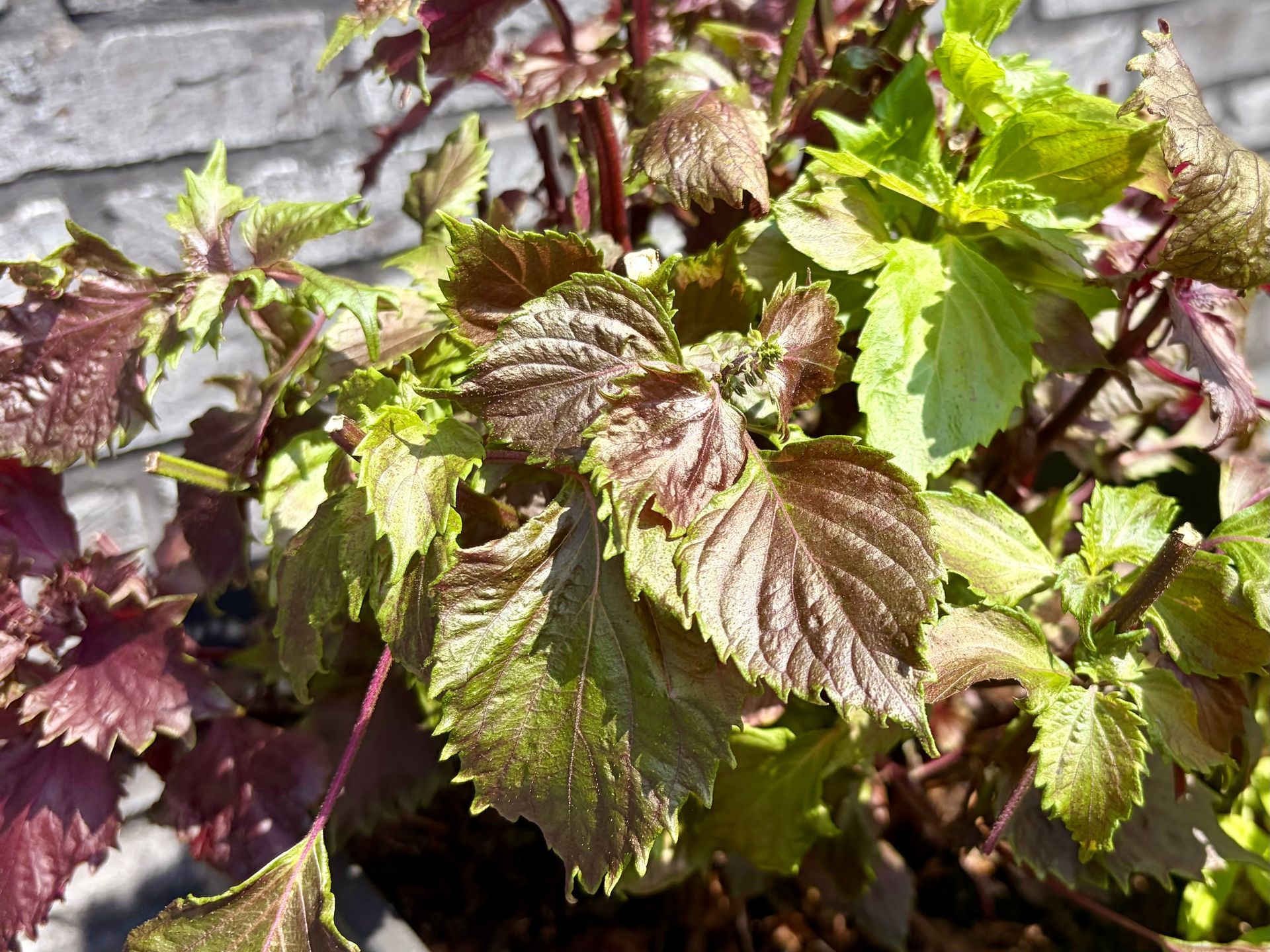 shiso kruid, perilla leaf, red shiso, surprising use