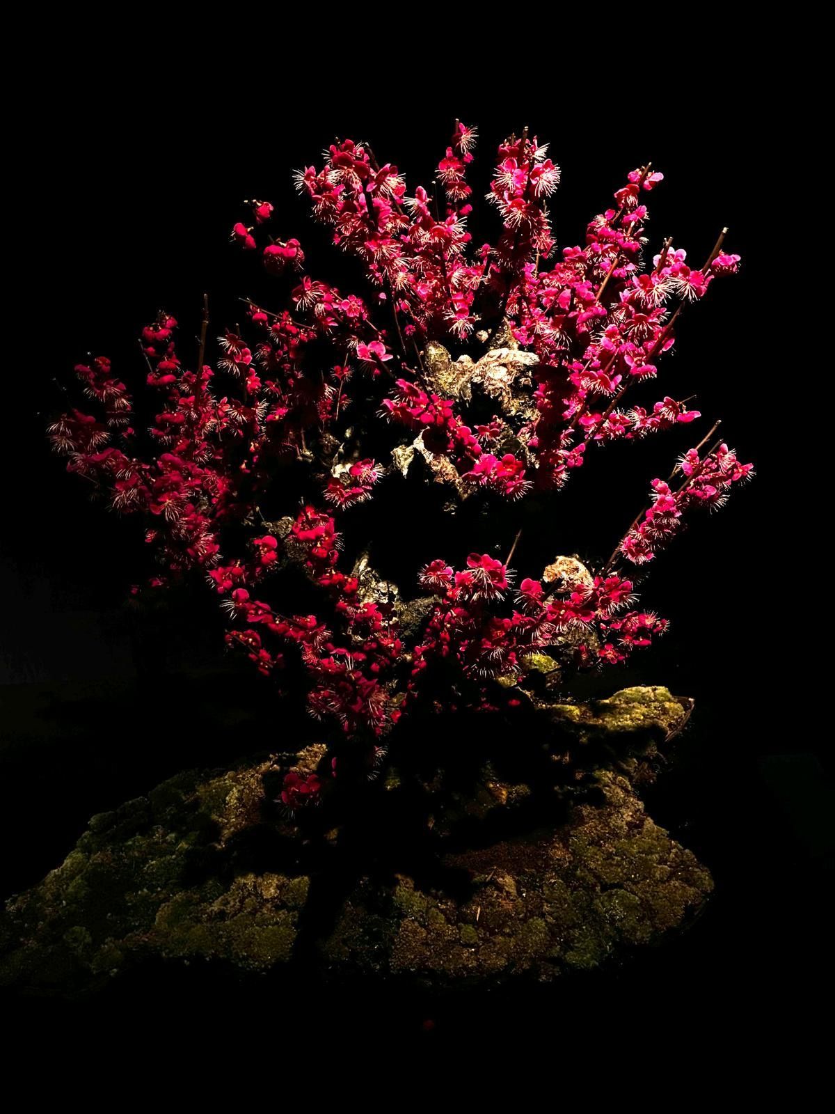 mysterious ume bonsai