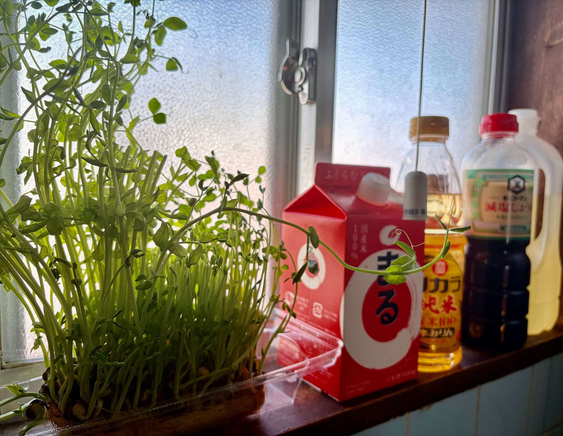 pea sprouts in window sill pea sprouts growing in a box in the window sill