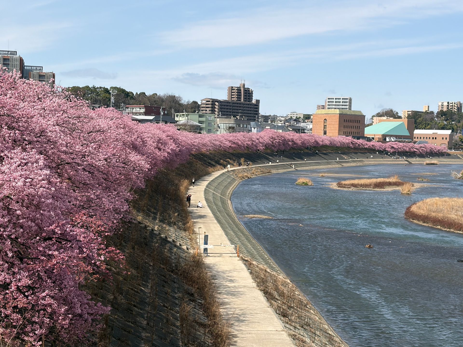 kawazu-zakura earl cherryblossom at Ogawa river Okazaki