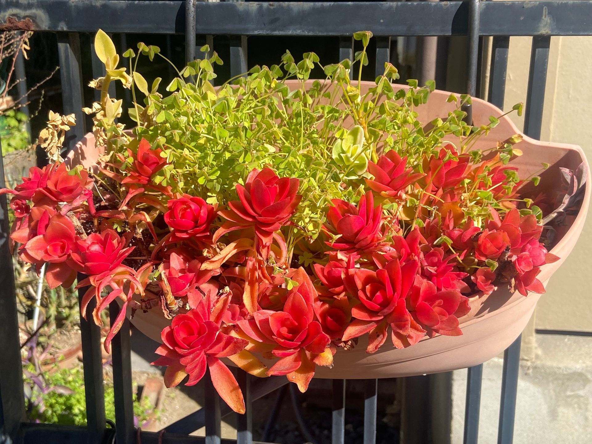 rode vetplanten