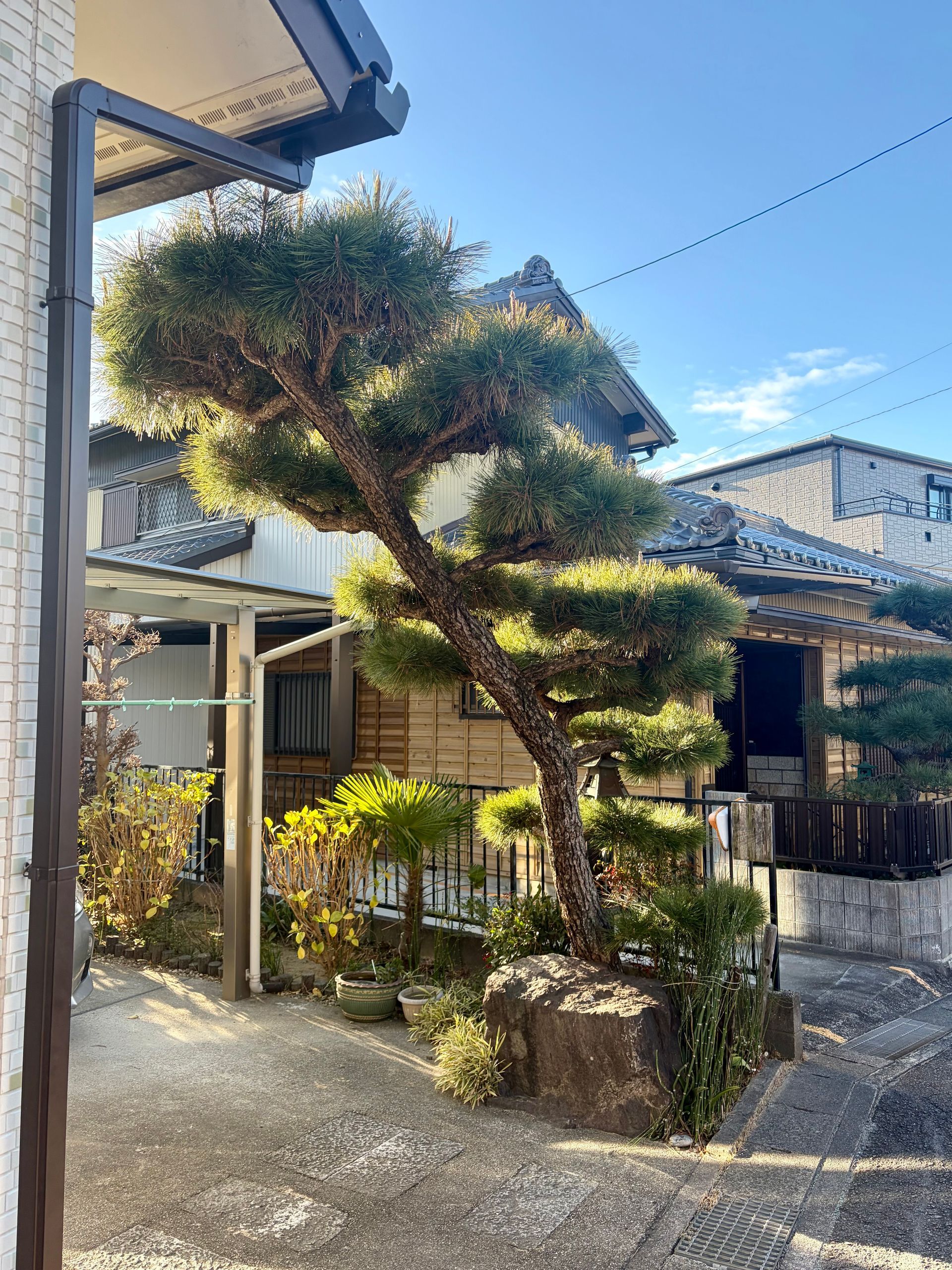 black pine