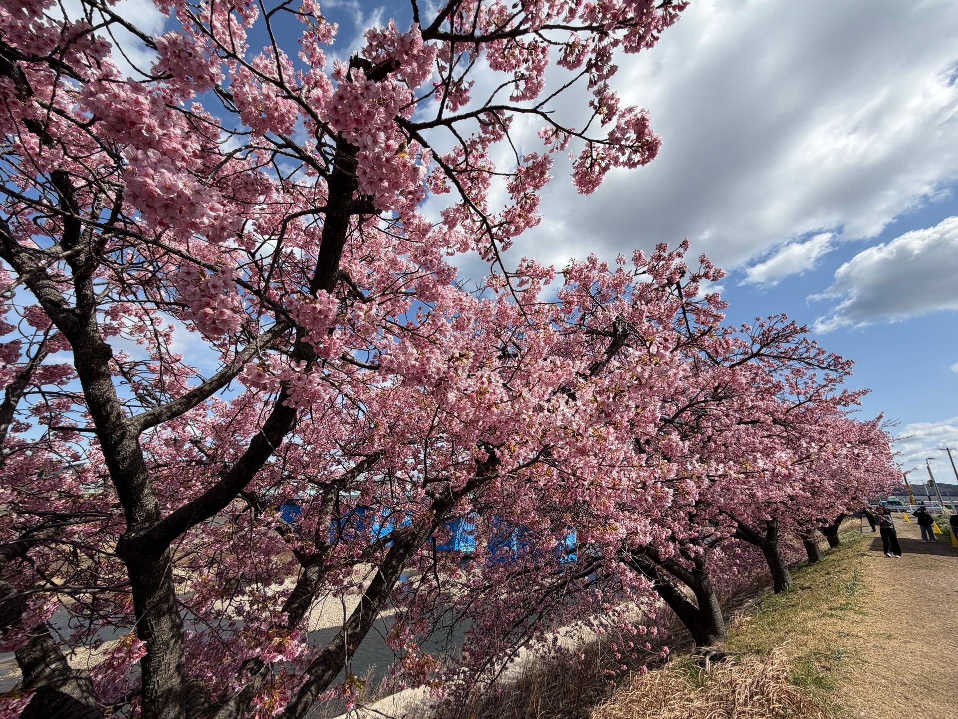 kawazu zakura