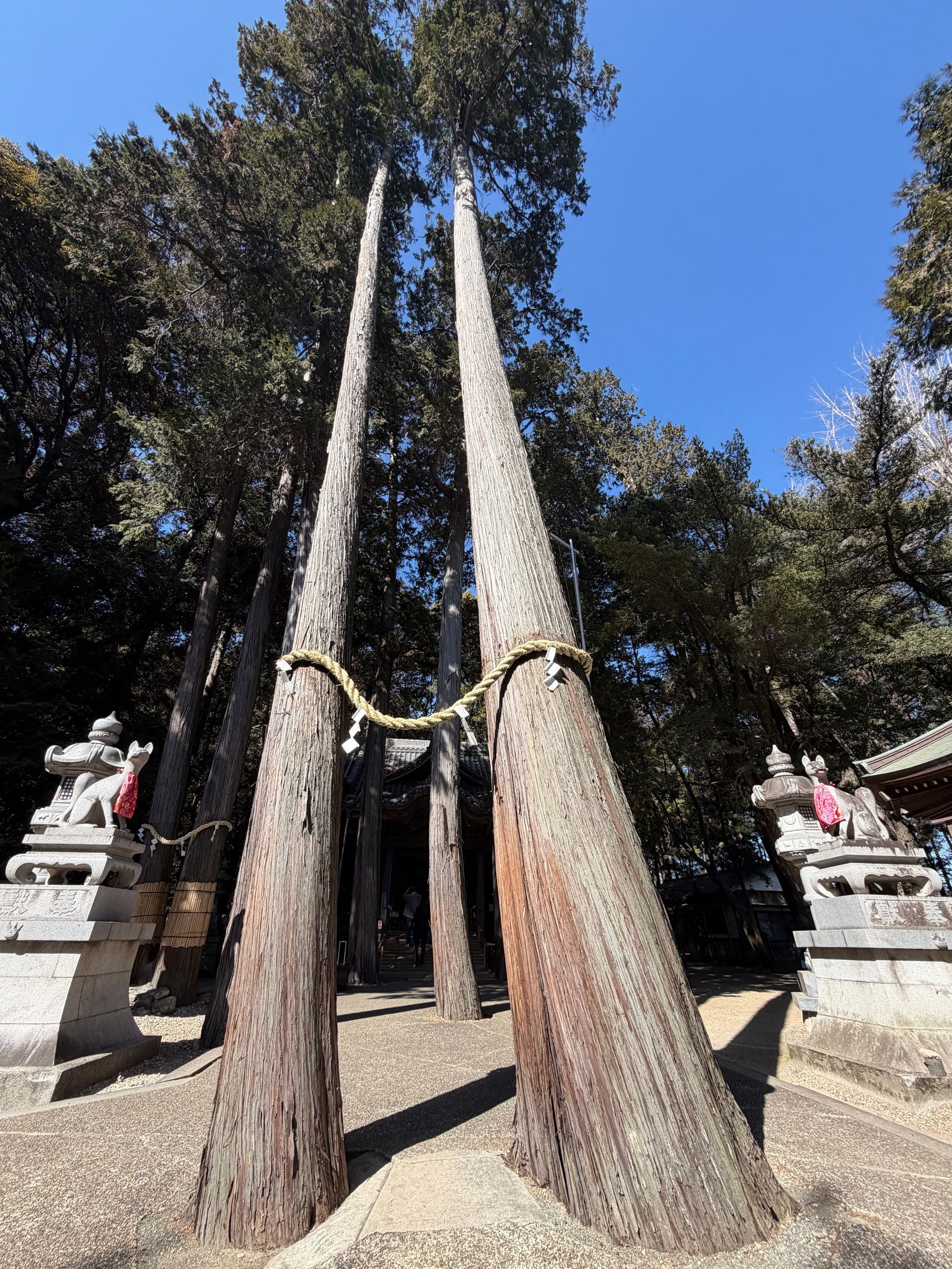 50 meter high holy tree